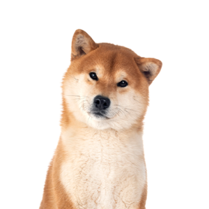 Waggles Shiba Inu