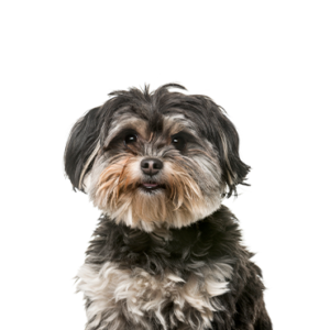 Waggles Shih Poo