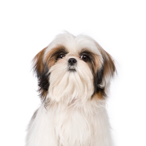 Waggles Puppy Boutique Shih Tzu