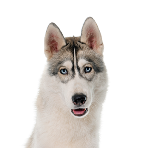 Waggles Siberian Husky