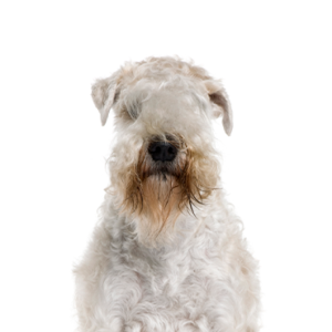 Waggles Soft Coated Wheaten Terrier