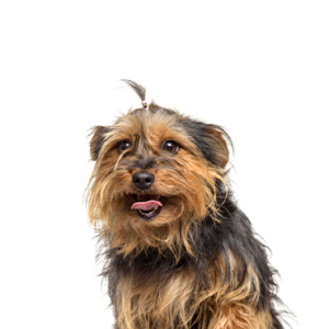 Waggles Yorkie-Chon