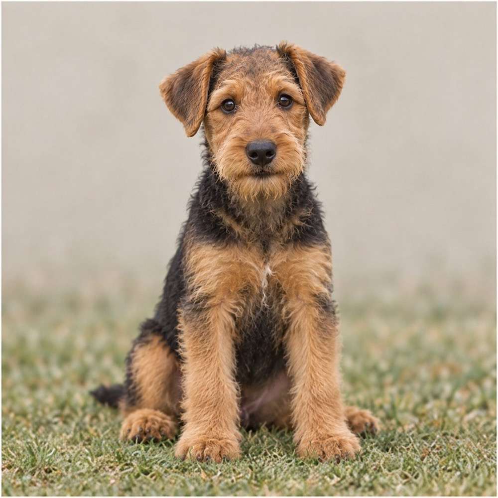 Airedale Terrier with a wiry tan and black coat, standing proudly
