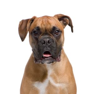 Waggles Boxer