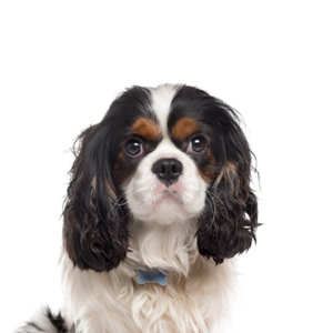 Waggles Puppy Boutique Cavalier King Charles Spaniel