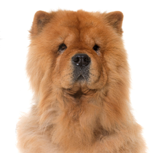 Waggles Chow Chow