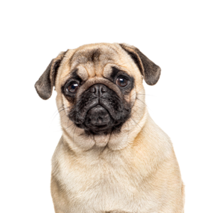 Waggles Puppy Boutique Pug