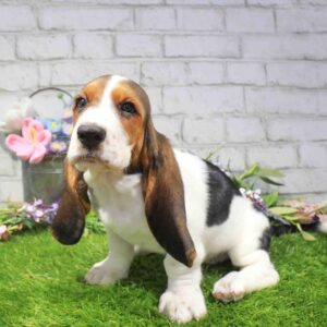 Basset Hound – 1645