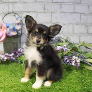 Toy Australian Shepherd – 1651