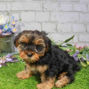 Yorkie – 1654