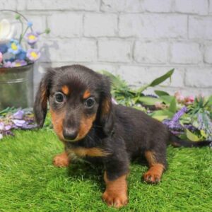 Dachshund – 1656