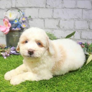 Mini Aussiedoodle – 1662