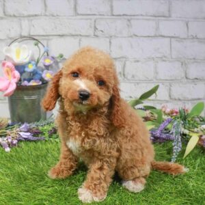 Cavapoo – 1664