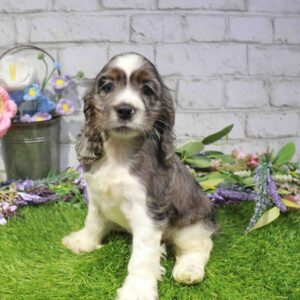 Cocker Spaniel – 1667