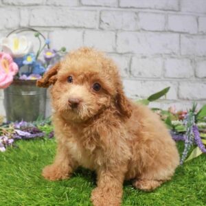 Poodle – 1668