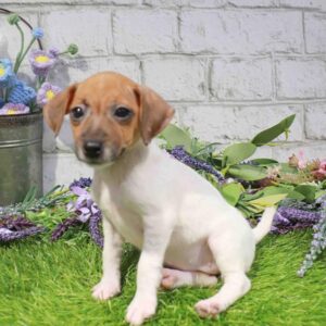 Jack Russell Terrier – 1669
