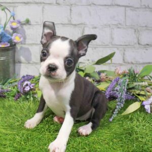 Boston Terrier – 1672