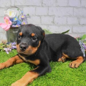 Rottweiler – 1673