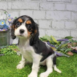 Cavalier King Charles Spaniel – 1676