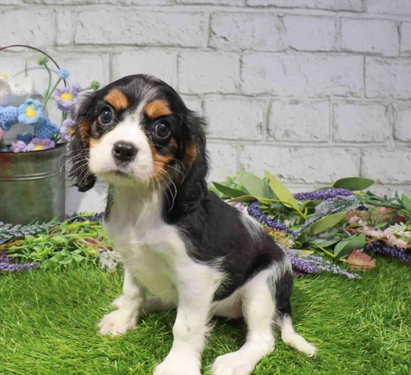 Cavalier King Charles Spaniel - 1676, Cavalier King Charles Spaniel, Image 1