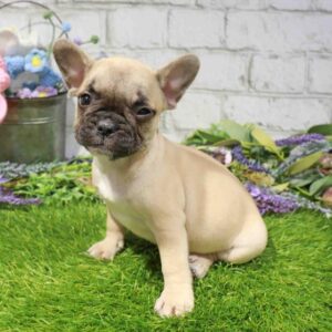 French Bulldog – 1678