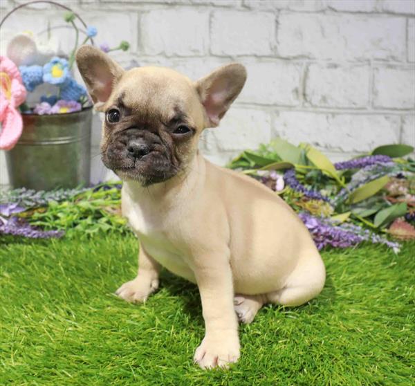 French Bulldog - 1678, French Bulldog, Image 1
