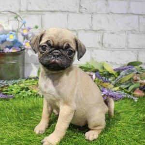 Pug – 1679