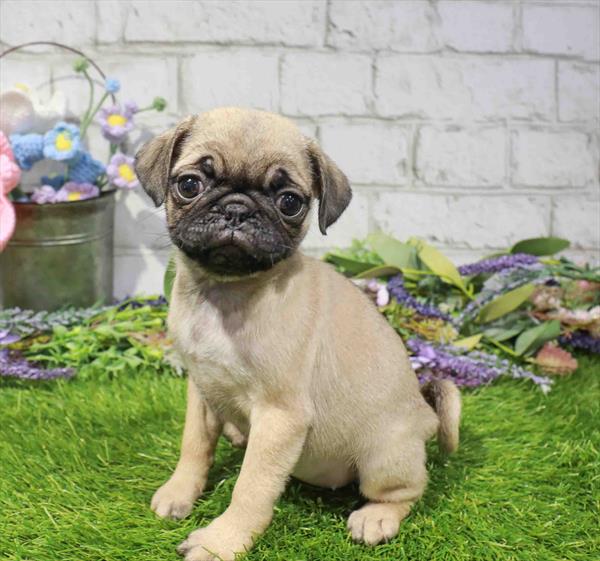 Pug - 1679, Pug, Image 1