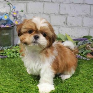 Shih Tzu – 1681