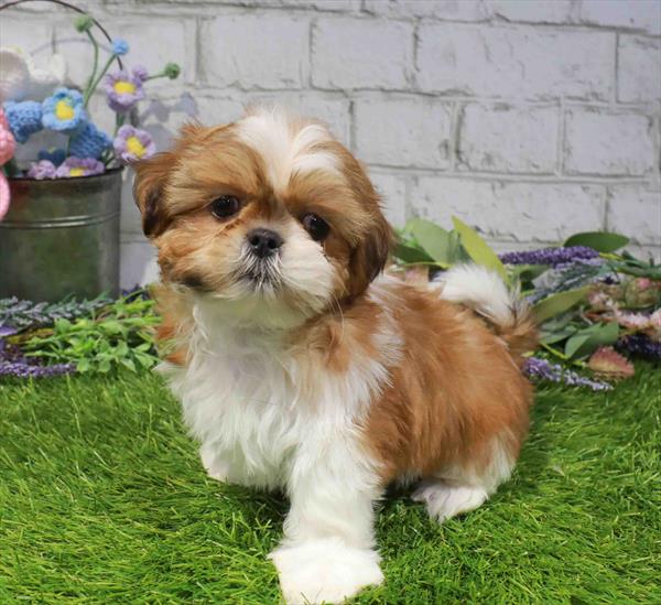 Shih Tzu - 1681, Shih Tzu, Image 1