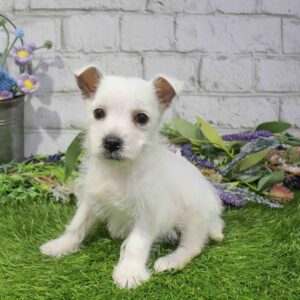West Highland White Terrier – 1682