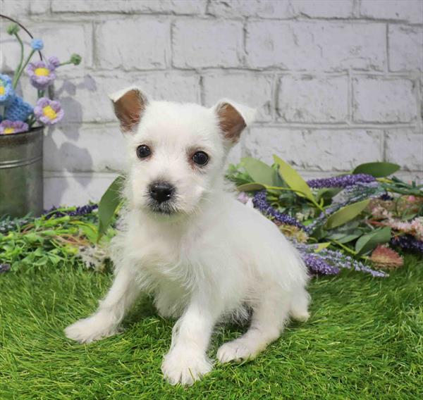 West Highland White Terrier - 1682, West Highland White Terrier, Image 1