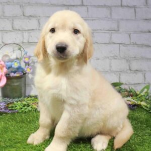 Golden Retriever – 1683