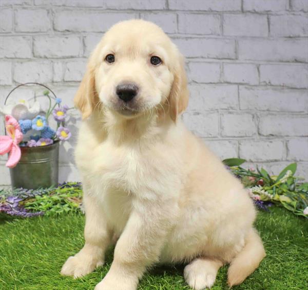 Golden Retriever - 1683, Golden Retriever, Image 1