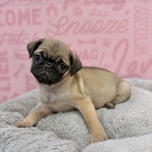 Rosie, photo 2