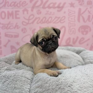 Rosie, photo 3