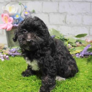 Yorkie-Poo – 1684