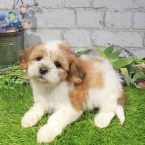 Teddy Bear – 1686
