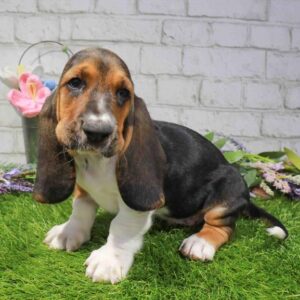 Basset Hound – 1687
