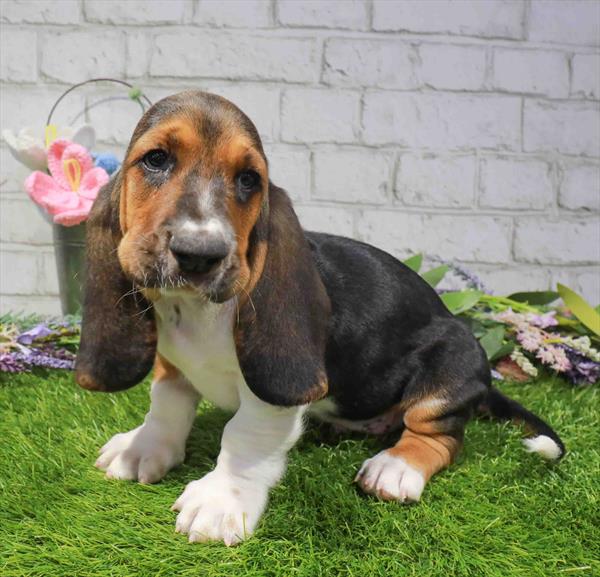 Elmo, Basset Hound, Image 1