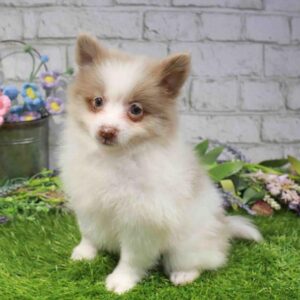 Pomeranian – 1688