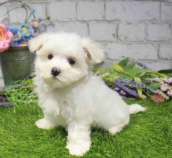 Emma, Maltese, Image 1