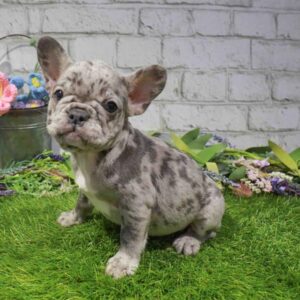 French Bulldog – 1690