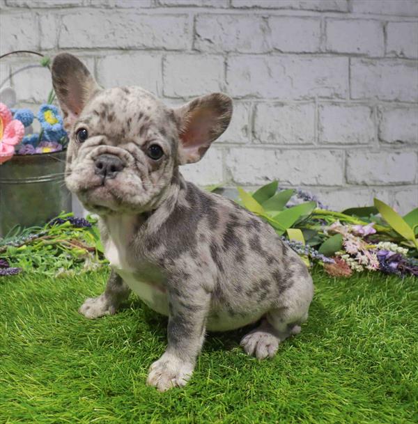 Jerome, French Bulldog, Image 1