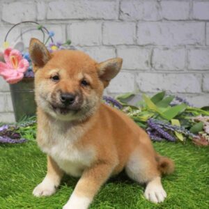 Shiba Inu – 1691