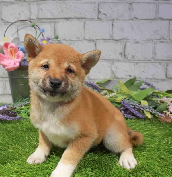 Jana, Shiba Inu, Image 1