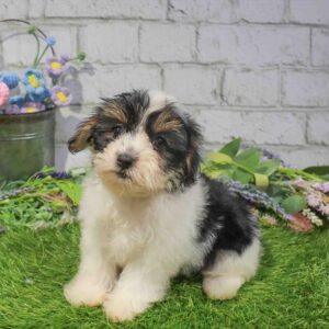 Morkie – 1692
