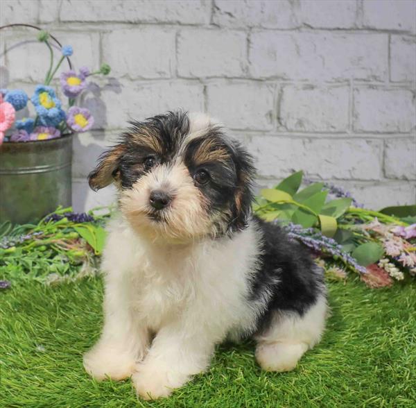 Colleen, Morkie, Image 1