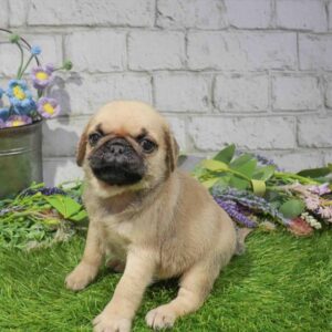 Pug – 1693