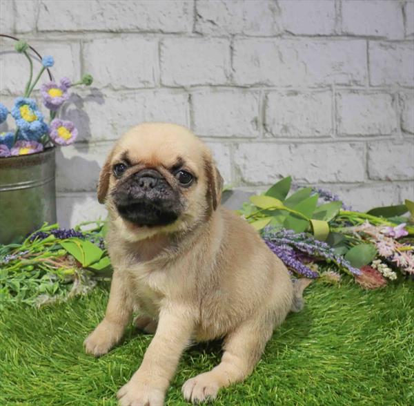 Tyrone, Pug, Image 1